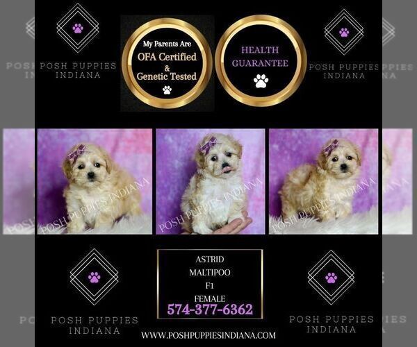 Medium Photo #4 Maltipoo (Miniature) Puppy For Sale in WARSAW, IN, USA