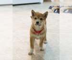 Small Photo #5 Shiba Inu Puppy For Sale in MILWAUKEE, WI, USA