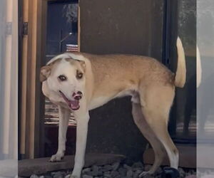 Chow Chow-Unknown Mix Dogs for adoption in Cottonwood, AZ, USA