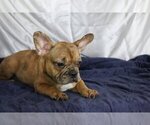 Small Photo #4 French Bulldog Puppy For Sale in GOLDEN OAK, FL, USA