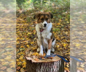 Aussie Pyrenees Dogs for adoption in Grafton, WI, USA