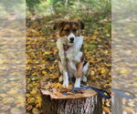 Small Aussie Pyrenees