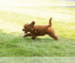 Small #2 Goldendoodle-Poodle (Miniature) Mix