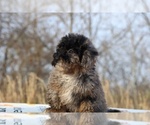 Small #48 ShihPoo
