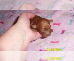 Poodle (Toy) Puppy for sale in DULUTH, GA, USA