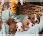 Image preview for Ad Listing. Nickname: Camillas litter