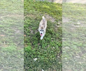 Siberian Husky Puppy for sale in MALTA, IL, USA