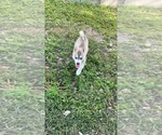 Small Siberian Husky