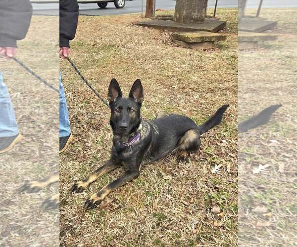 Medium Photo #3 German Shepherd Dog Puppy For Sale in Rustburg, VA, USA