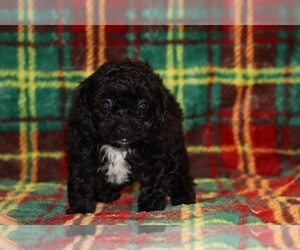 Poodle (Toy) Puppy for sale in DYERSBURG, TN, USA