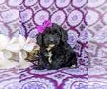 Small Photo #2 -Poodle (Miniature) Mix Puppy For Sale in LANCASTER, PA, USA