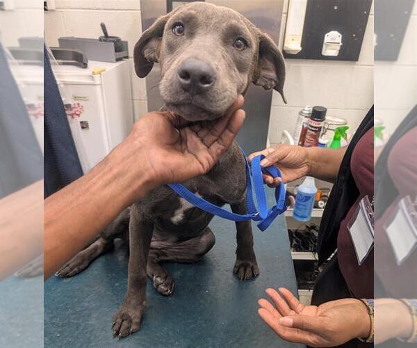 Medium Photo #1 Bulldog-Labrador Retriever Mix Puppy For Sale in Mobile, AL, USA