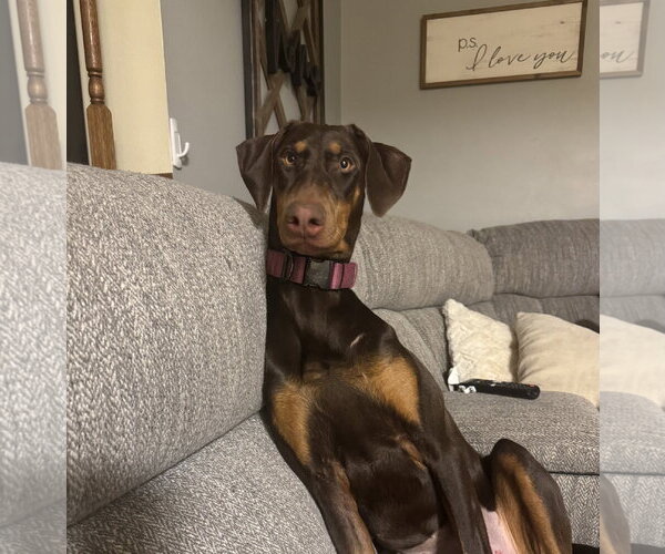 Medium Photo #2 Doberman Pinscher Puppy For Sale in Minneaoplis, MN, USA