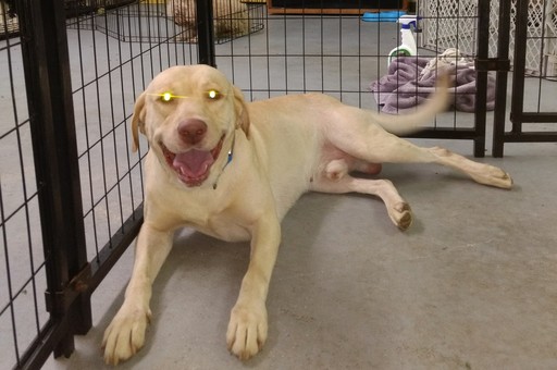 Medium Photo #1 Labrador Retriever Puppy For Sale in MYRTLE BEACH, SC, USA