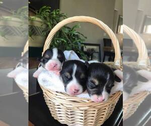 Pembroke Welsh Corgi Puppy for sale in APPLE VALLEY, CA, USA