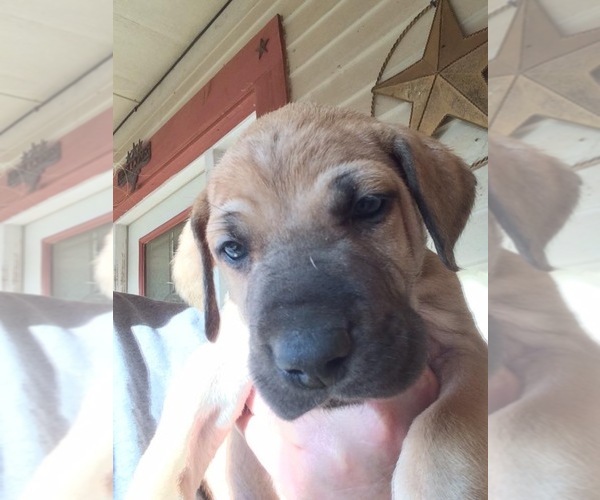 Medium Photo #2 Irish Dane Puppy For Sale in BURLESON, TX, USA