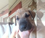 Small Photo #2 Irish Dane Puppy For Sale in BURLESON, TX, USA