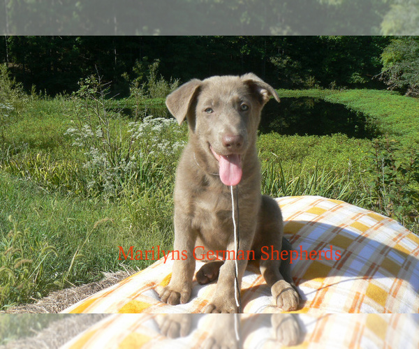 Medium Photo #5 German Shepherd Dog Puppy For Sale in PIEDMONT, MO, USA