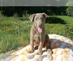 Small #4 German Shepherd Dog