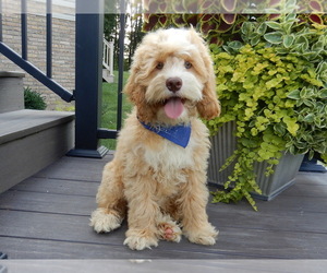 Cockapoo Puppy for sale in MILLERSBURG, OH, USA