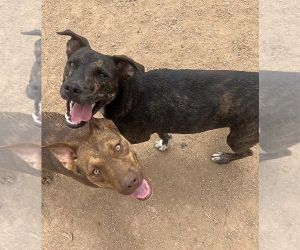 Medium Photo #4 American Pit Bull Terrier-Unknown Mix Puppy For Sale in Tucson, AZ, USA