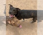 Small #3 American Pit Bull Terrier Mix