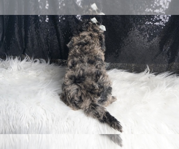 Medium Photo #9 Goldendoodle (Miniature) Puppy For Sale in WARSAW, IN, USA