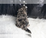 Small #8 Goldendoodle (Miniature)