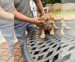 Small #6 American Bully