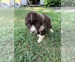 Puppy 3 F2 Aussiedoodle