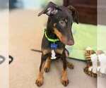 Small Doberman Pinscher Mix