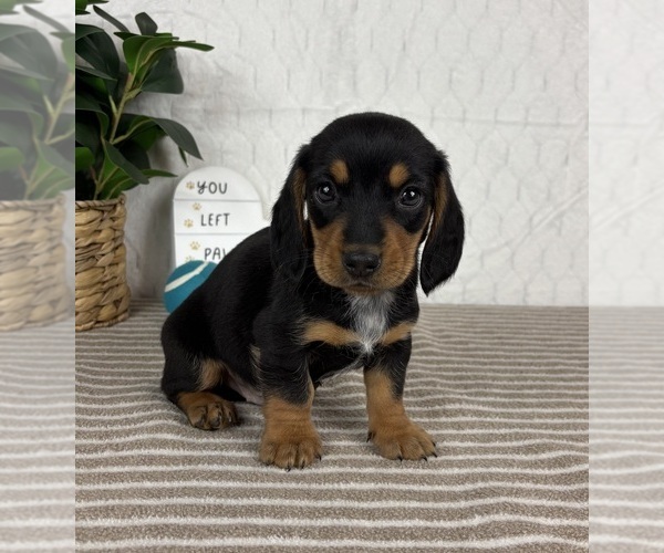 Medium Photo #2 Dachshund Puppy For Sale in GREENFIELD, IN, USA