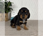Small #1 Dachshund