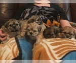 Small Photo #8 Shih Apso-Shih Tzu Mix Puppy For Sale in SCOTTSDALE, AZ, USA