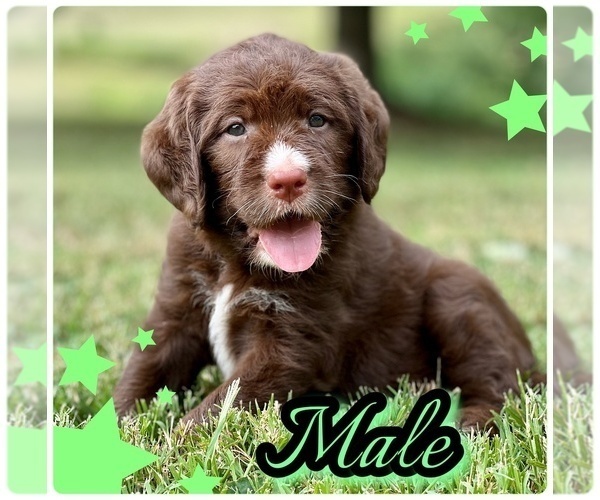 Medium Photo #2 Labradoodle Puppy For Sale in BURNS, TN, USA