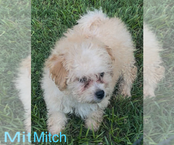 Medium Photo #3 Maltese-Poodle (Toy) Mix Puppy For Sale in AZLE, TX, USA