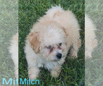 Small #2 Maltese-Poodle (Toy) Mix