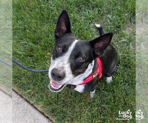 Juliet - Female Mutt Dog for Adoption - Photo #2