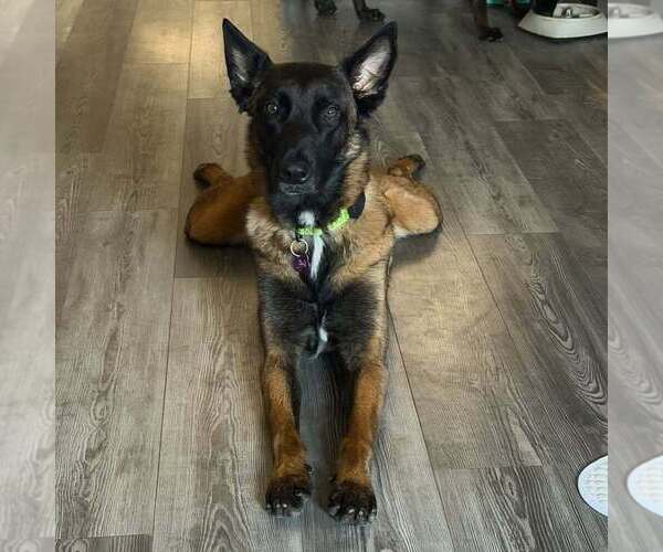 Medium Photo #7 Mutt Puppy For Sale in Imlay City, MI, USA
