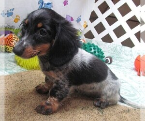 Dachshund Puppy for sale in RATTAN, OK, USA