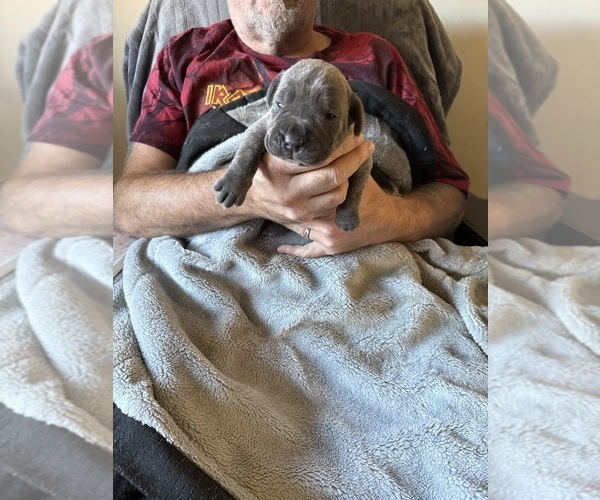 Medium Photo #1 Cane Corso Puppy For Sale in NEW TAZEWELL, TN, USA