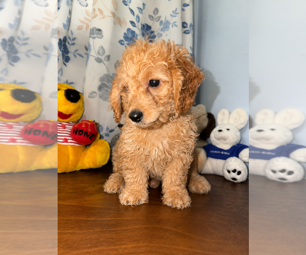Medium Photo #28 Goldendoodle mix (+ Poodle Miniature) Puppy For Sale in DURHAM, CT, USA