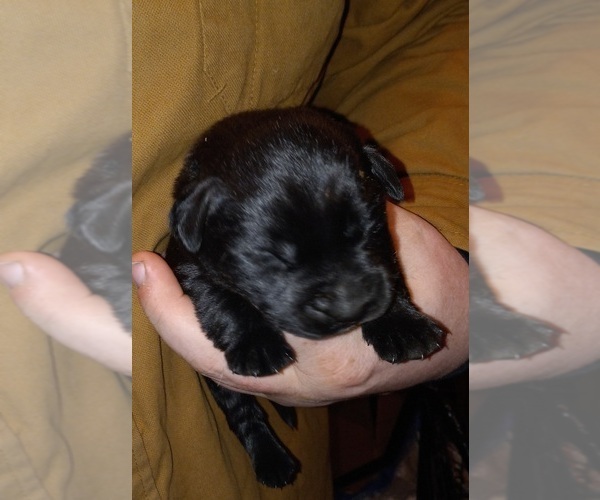 Medium Photo #13 Labrador Retriever Puppy For Sale in ATHOL, MA, USA