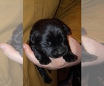 Small Photo #13 Labrador Retriever Puppy For Sale in ATHOL, MA, USA