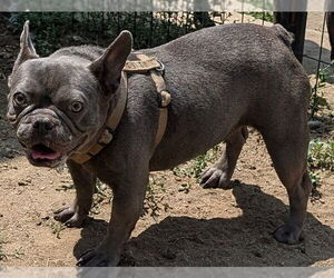 French Bulldog Dogs for adoption in San Bernardino, CA, USA