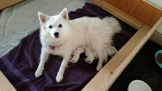 Mother of the American Eskimo Dog puppies born on 11/17/2017