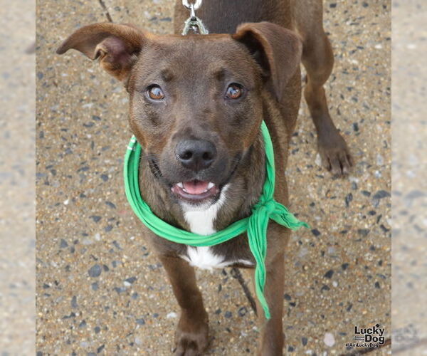 Medium Photo #9 Labrador Retriever-Unknown Mix Puppy For Sale in Washington, DC, USA