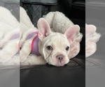 Puppy Snowcake French Bulldog