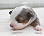Small #3 Miniature Australian Shepherd