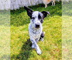Small #7 Border Collie Mix